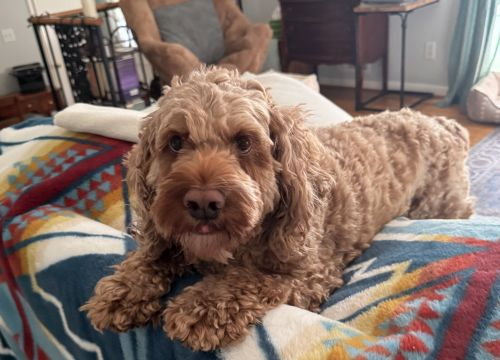 Daisy, Dennis's cockapoo, resting on a colorful blanket